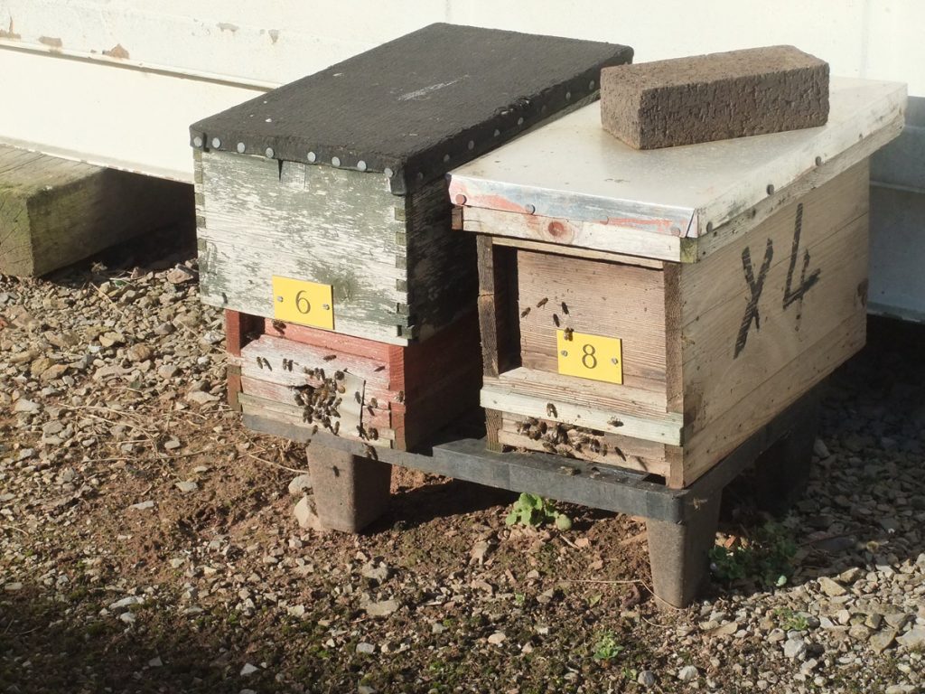 Bees and beekeeping equipment for sale