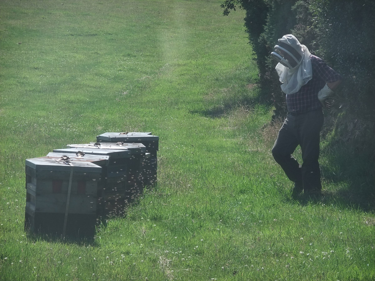 Beekeeping on Sedgemoor Honey Farm