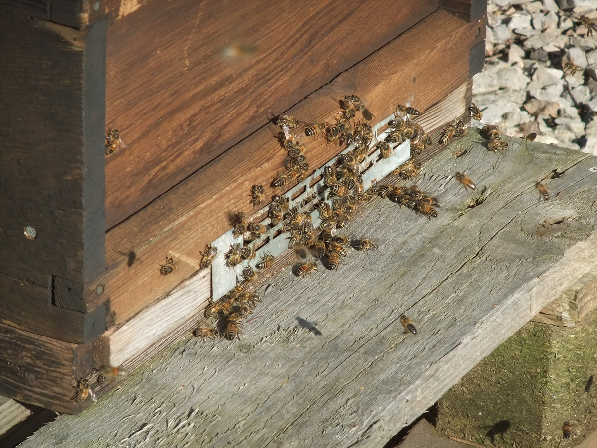 Sedgemoor Honey Farm Hives